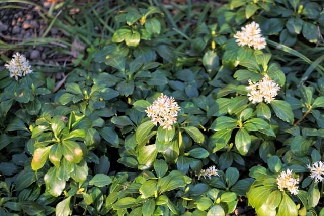 フッキソウの植栽に関する警告｜増殖力と毒性の問題点