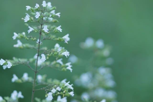 カラミンサ栽培の注意点｜ハチの寄り付きや管理方法について