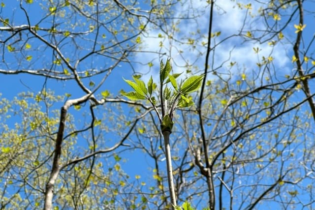 庭でのコシアブラ栽培について考慮すべき点と鉢植えの方法