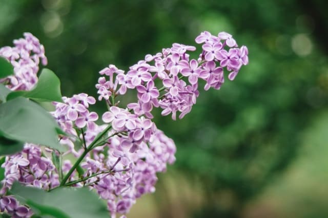 ライラックを庭に植える際の注意点と鉢植えでの育て方