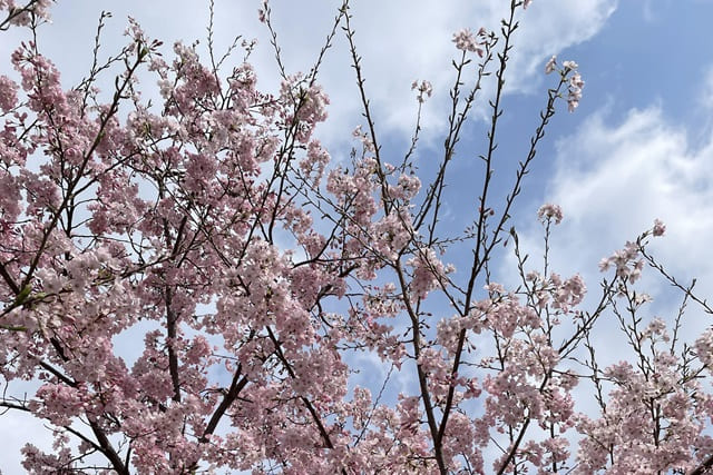 桜の木を庭に植える際の注意点と鉢植えで小さく育てる方法