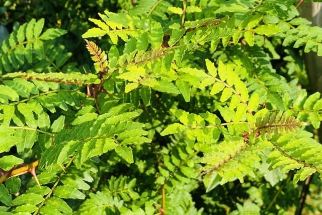 山椒の木の植栽に潜むリスクとその魅力