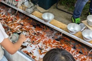 金魚すくいの面白さ