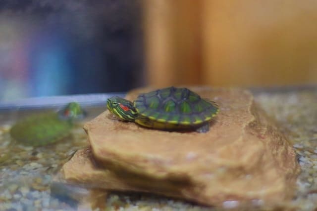 カメとの生活がもたらす幸せ｜財運への影響と3つのヒント