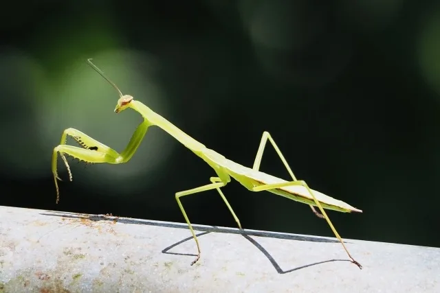 カマキリに最適な昆虫ゼリーの選び方