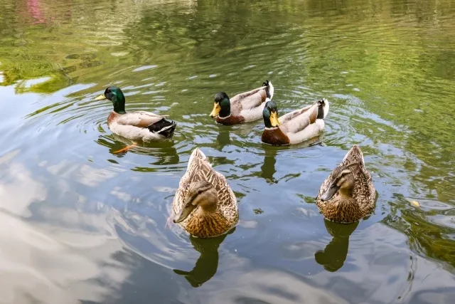 アヒルとガチョウの違いって何？公園で見分ける方法を教えます！