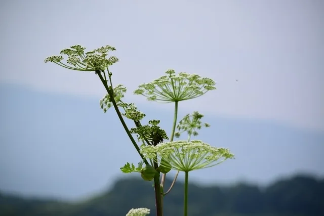 【危険】バイカルハナウドの毒性が怖すぎる！見分け方と対処法を徹底解説