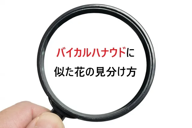 バイカルハナウドに似た危険な花の見分け方｜触ってはいけない毒草を安全に識別する完全ガイド