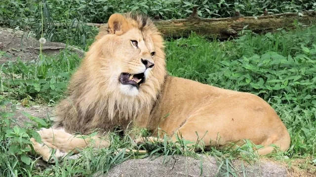 動物の長い名前19文字まで完全リスト！猛獣狩りで盛り上がる文字数別ガイド