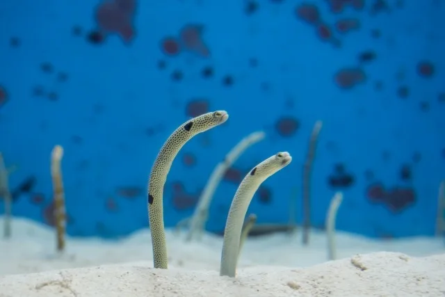 チンアナゴは食べられる？観賞魚と食用アナゴの違いを徹底解説