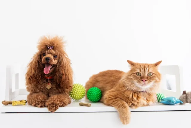 世界一なつく動物ランキング10選！一人暮らしでも飼いやすい人懐っこいペット完全ガイド